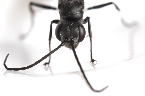 Auplopus carbonarius